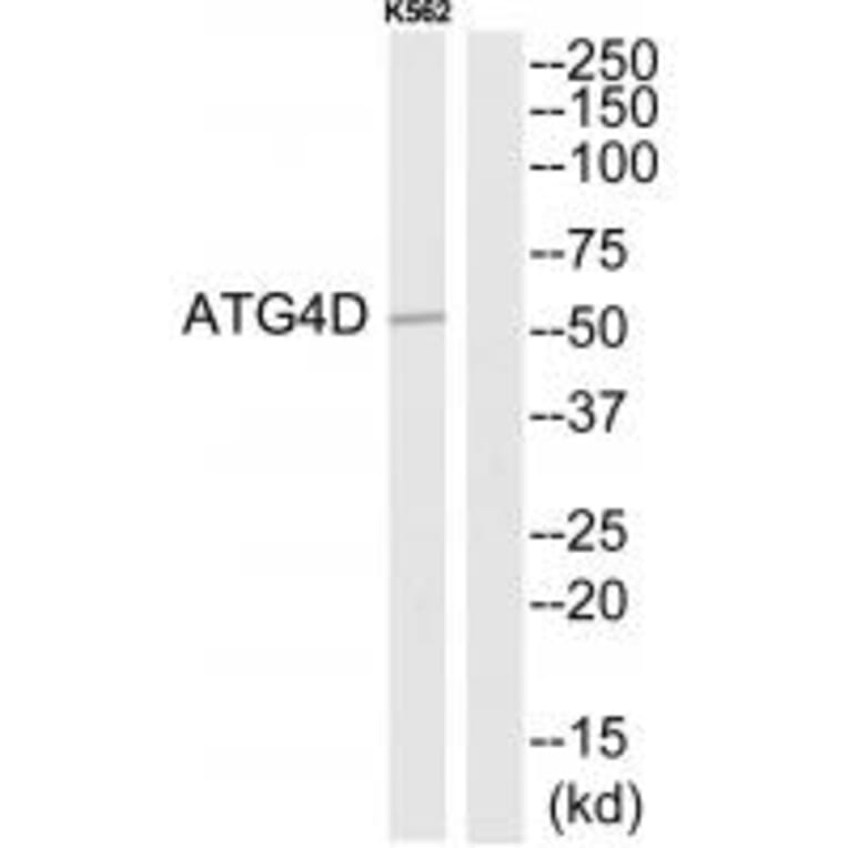 Western blot - ATG4D Antibody from Signalway Antibody (34633) - Antibodies.com