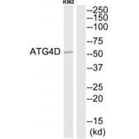 Western blot - ATG4D Antibody from Signalway Antibody (34633) - Antibodies.com