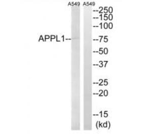 Western blot - APPL1 Antibody from Signalway Antibody (34641) - Antibodies.com