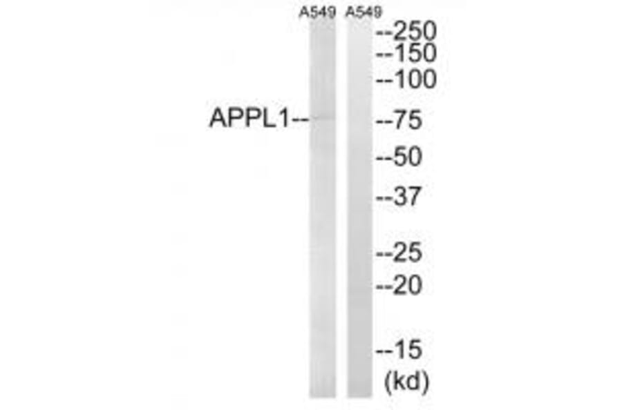 Western blot - APPL1 Antibody from Signalway Antibody (34641) - Antibodies.com