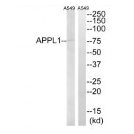 Western blot - APPL1 Antibody from Signalway Antibody (34641) - Antibodies.com