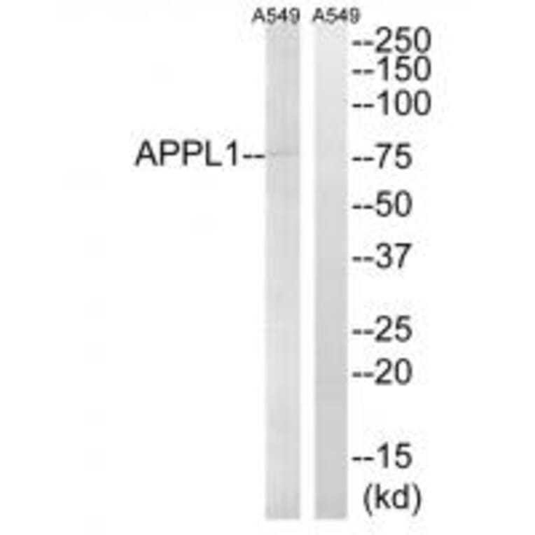 Western blot - APPL1 Antibody from Signalway Antibody (34641) - Antibodies.com