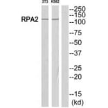 Western blot - POLR1B Antibody from Signalway Antibody (34651) - Antibodies.com