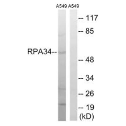 Western blot - CD3EAP Antibody from Signalway Antibody (34652) - Antibodies.com