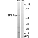 Western blot - CD3EAP Antibody from Signalway Antibody (34652) - Antibodies.com