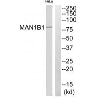 Western blot analysis of extracts from 3T3 cells, using MAN1B1 antibody #34675.