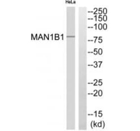 Western blot - MAN1B1 Antibody from Signalway Antibody (34675) - Antibodies.com
