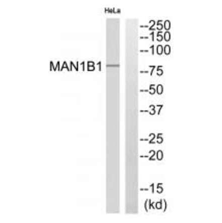 Western blot - MAN1B1 Antibody from Signalway Antibody (34675) - Antibodies.com