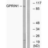 Western blot - GPRIN1 Antibody from Signalway Antibody (34691) - Antibodies.com