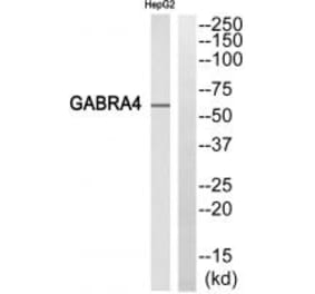 Western blot - GABRA4 Antibody from Signalway Antibody (34694) - Antibodies.com