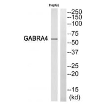 Western blot - GABRA4 Antibody from Signalway Antibody (34694) - Antibodies.com