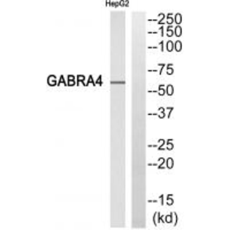 Western blot - GABRA4 Antibody from Signalway Antibody (34694) - Antibodies.com