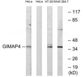 Western blot - GIMAP4 Antibody from Signalway Antibody (34718) - Antibodies.com