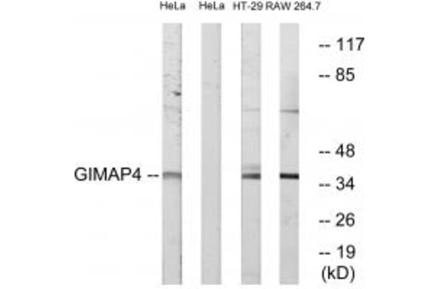 Western blot - GIMAP4 Antibody from Signalway Antibody (34718) - Antibodies.com