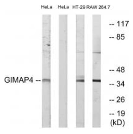 Western blot - GIMAP4 Antibody from Signalway Antibody (34718) - Antibodies.com