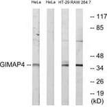 Western blot - GIMAP4 Antibody from Signalway Antibody (34718) - Antibodies.com