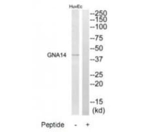 Western blot - GNA14 Antibody from Signalway Antibody (34725) - Antibodies.com