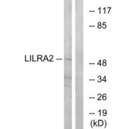 Western blot - LILRA2 Antibody from Signalway Antibody (34758) - Antibodies.com