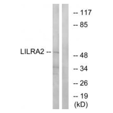 Western blot - LILRA2 Antibody from Signalway Antibody (34758) - Antibodies.com