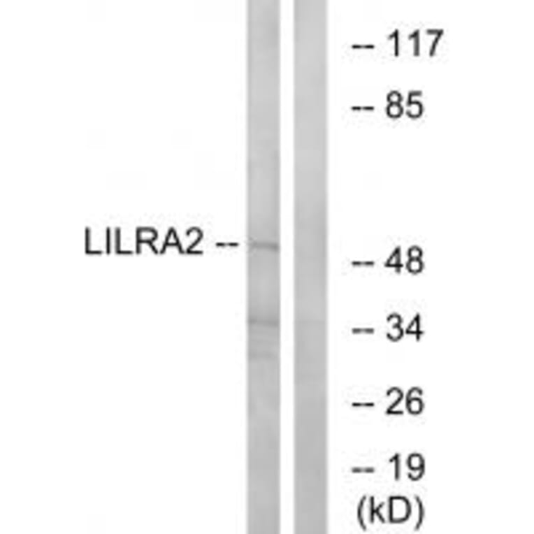 Western blot - LILRA2 Antibody from Signalway Antibody (34758) - Antibodies.com