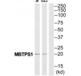 Western blot - MBTPS1 Antibody from Signalway Antibody (34783) - Antibodies.com