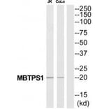 Western blot - MBTPS1 Antibody from Signalway Antibody (34783) - Antibodies.com