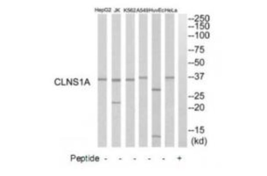 Western blot - CLNS1A Antibody from Signalway Antibody (34785) - Antibodies.com