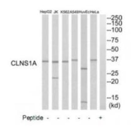 Western blot - CLNS1A Antibody from Signalway Antibody (34785) - Antibodies.com