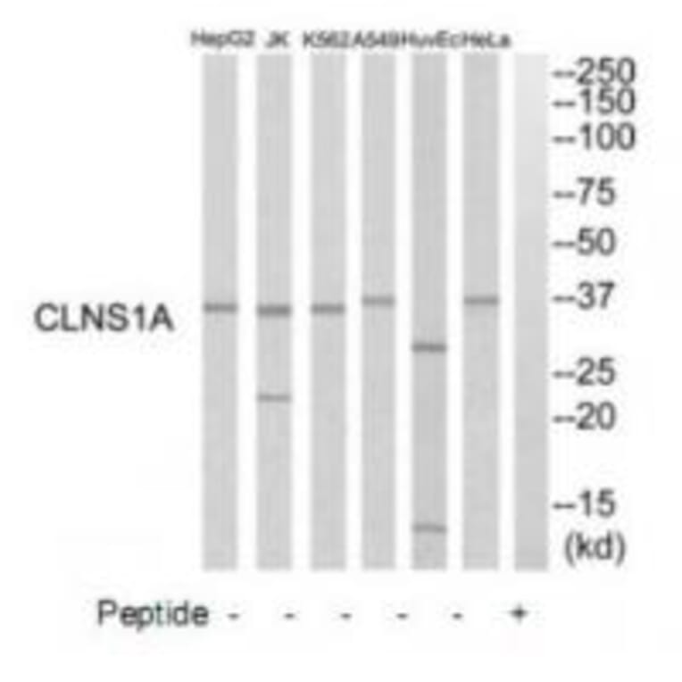 Western blot - CLNS1A Antibody from Signalway Antibody (34785) - Antibodies.com
