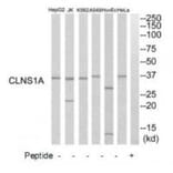 Western blot - CLNS1A Antibody from Signalway Antibody (34785) - Antibodies.com