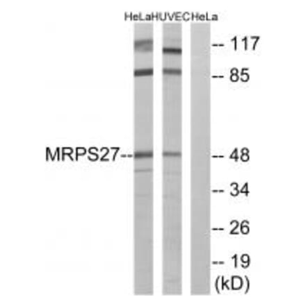 Western blot - MRPS27 Antibody from Signalway Antibody (34793) - Antibodies.com