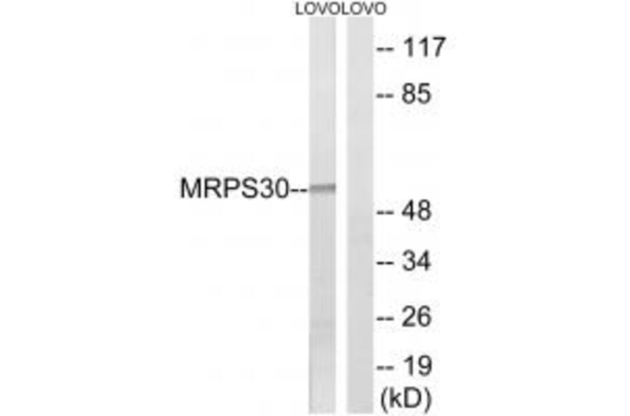 Western blot - MRPS30 Antibody from Signalway Antibody (34794) - Antibodies.com