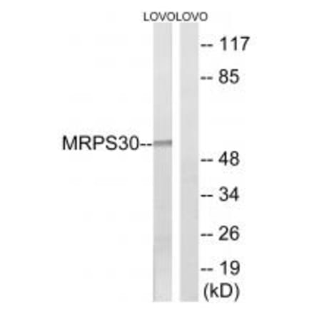 Western blot - MRPS30 Antibody from Signalway Antibody (34794) - Antibodies.com
