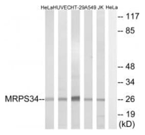 Western blot - MRPS34 Antibody from Signalway Antibody (34796) - Antibodies.com