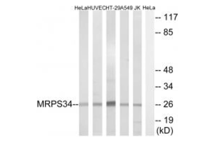 Western blot - MRPS34 Antibody from Signalway Antibody (34796) - Antibodies.com