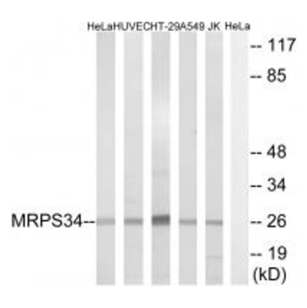 Western blot - MRPS34 Antibody from Signalway Antibody (34796) - Antibodies.com