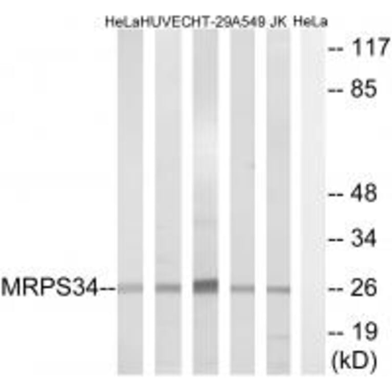 Western blot - MRPS34 Antibody from Signalway Antibody (34796) - Antibodies.com
