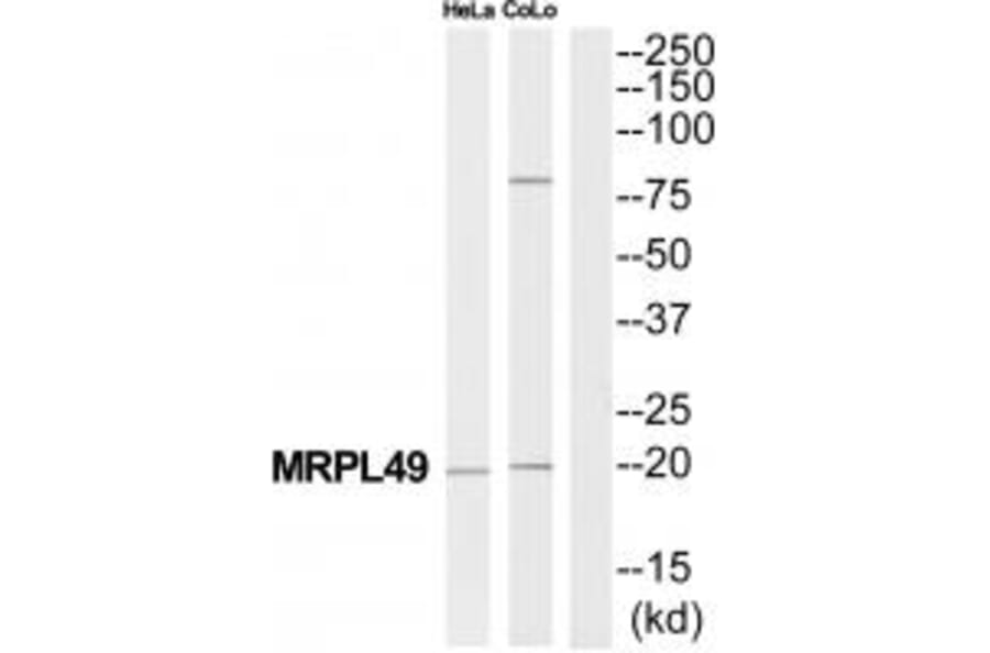 Western blot - MRPL49 Antibody from Signalway Antibody (34804) - Antibodies.com