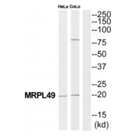 Western blot - MRPL49 Antibody from Signalway Antibody (34804) - Antibodies.com