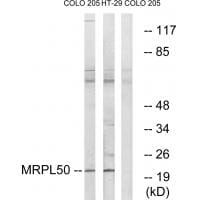 Western blot analysis of extracts from COLO cells and HT-29 cells, using MRPL50 antibody #34805.