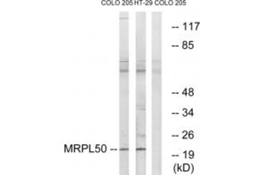 Western blot - MRPL50 Antibody from Signalway Antibody (34805) - Antibodies.com
