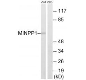Western blot - MINPP1 Antibody from Signalway Antibody (34811) - Antibodies.com