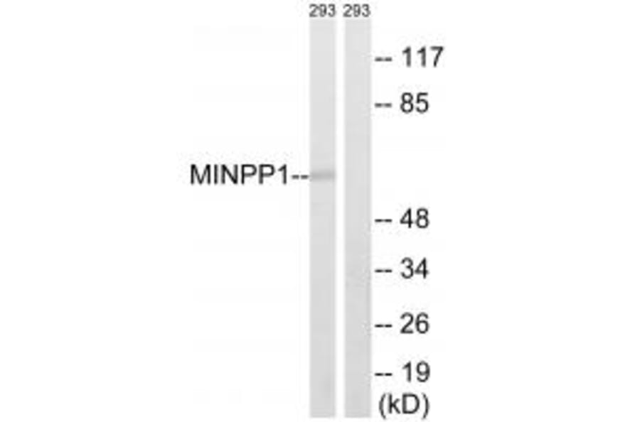 Western blot - MINPP1 Antibody from Signalway Antibody (34811) - Antibodies.com
