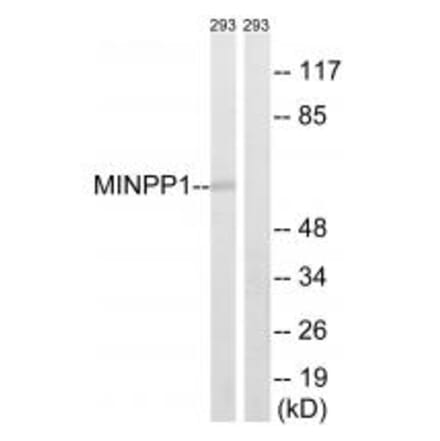 Western blot - MINPP1 Antibody from Signalway Antibody (34811) - Antibodies.com