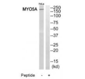 Western blot - MYO5A Antibody from Signalway Antibody (34824) - Antibodies.com