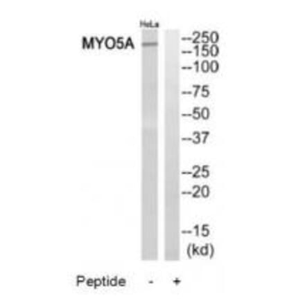 Western blot - MYO5A Antibody from Signalway Antibody (34824) - Antibodies.com