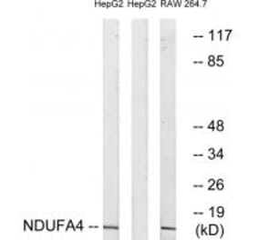 Western blot - NDUFA4 Antibody from Signalway Antibody (34827) - Antibodies.com