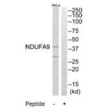 Western blot - NDUFA9 Antibody from Signalway Antibody (34830) - Antibodies.com