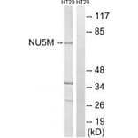 Western blot - MT-ND5 Antibody from Signalway Antibody (34840) - Antibodies.com