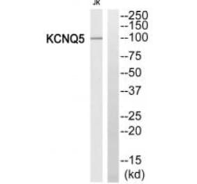 Western blot - KCNQ5 Antibody from Signalway Antibody (34920) - Antibodies.com